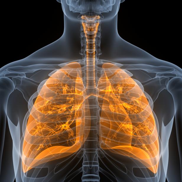 Human Respiratory System Lungs Anatomy